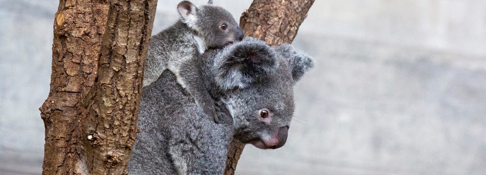 Koala Pippa mit ihrem Jungtier Uki im Zoo Zürich.