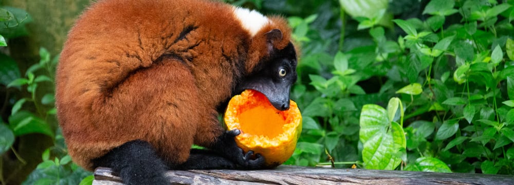 Roter Vari frisst Papaya im Masoala Regenwald des Zoo Zürich.