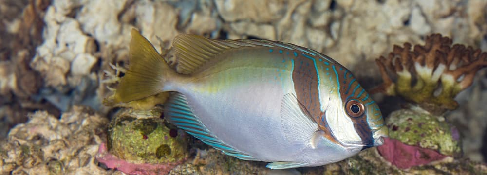 Poisson-lapin à double barre