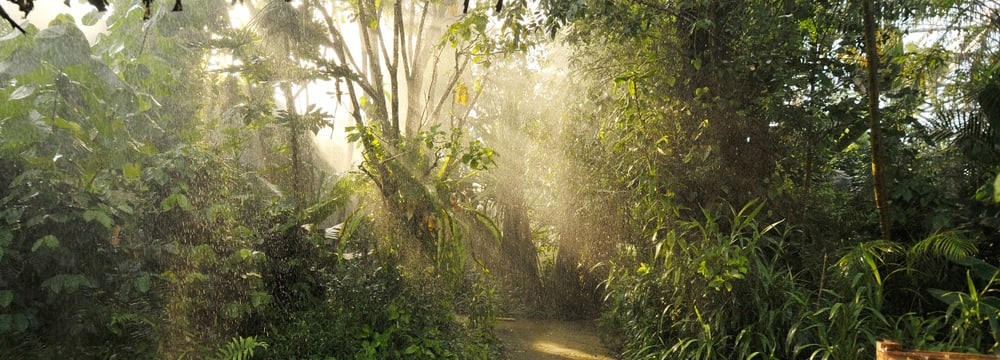 Foto: Zoo Zürich, Martin Bauert Regen aus der Beregnungsanlage im Masoala Regenwald.