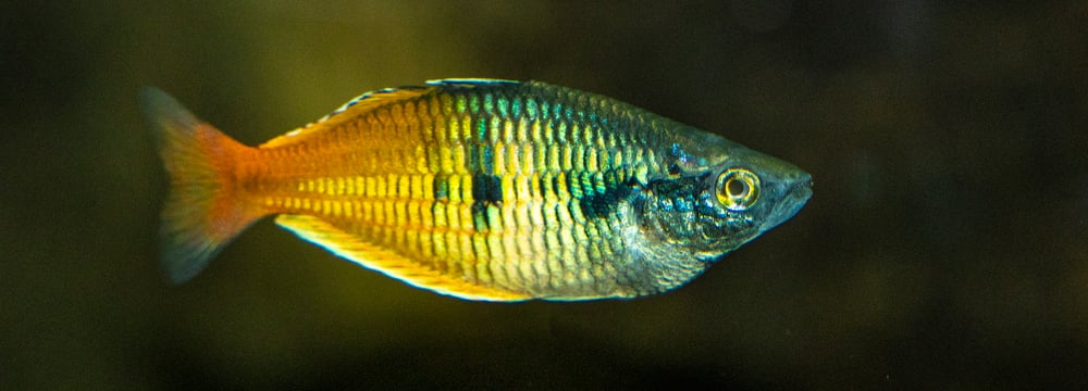 Foto: Zoo Zürich, Enzo Franchini Harlekin-Regenbogenfisch im Zoo Zürich