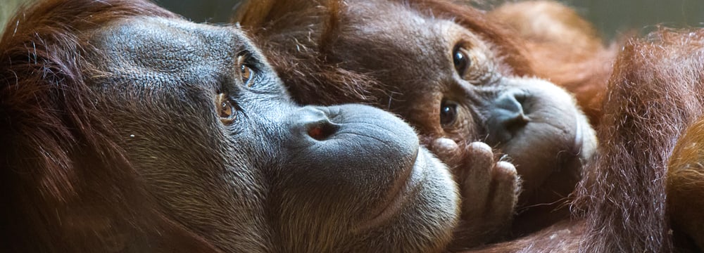 Sumatra-Orang-Utans Xira (l.) und Hadiah im Zoo Zürich.