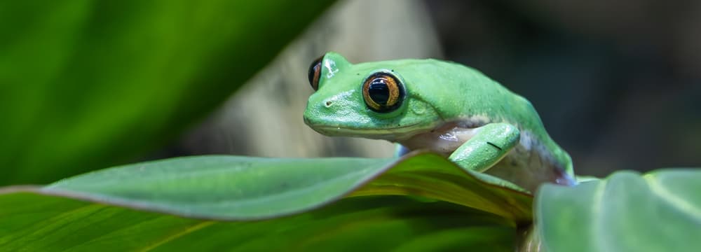 Orangeaugen-Laubfrosch im Zoo Zürich.
