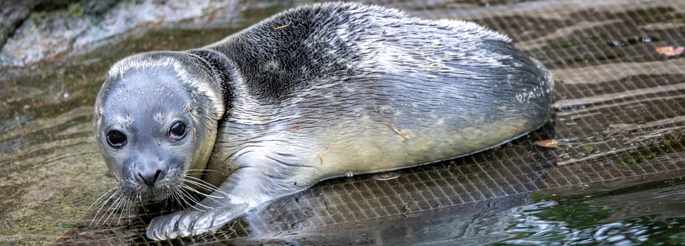 Foto: Zoo Zürich, Enzo Franchini Seehund-Jungtier vom 28. Juni 2023 im Zoo Zürich