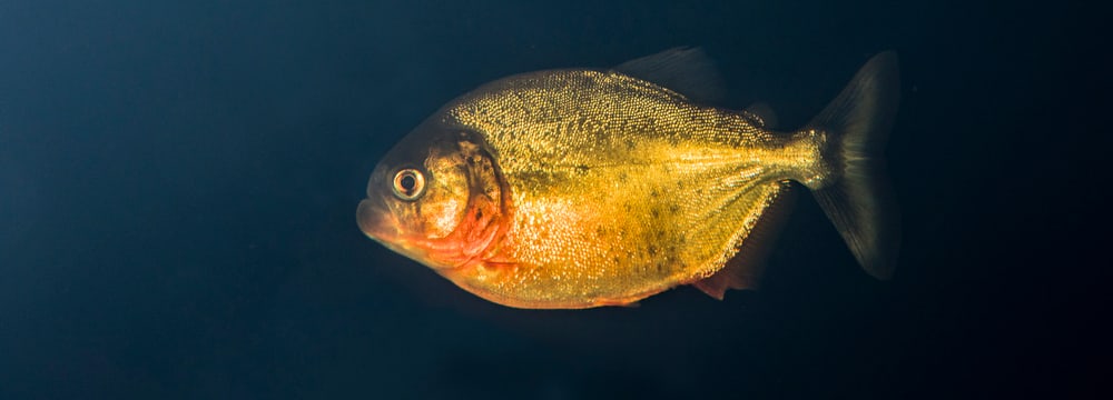 Roter Piranha im Zoo Zürich.