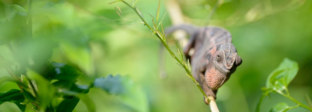 Foto: Zoo Zürich, Corinne Invernizzi Pantherchamäleon im Masoala Regenwald im Zoo Zürich
