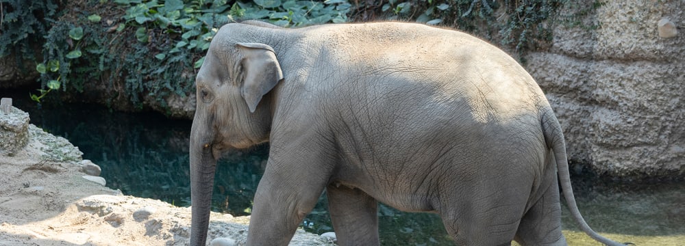 Die Asiatische Elefantekuh Ruwani im Kaeng Krachan Elefantenpark des Zoo Zürich.