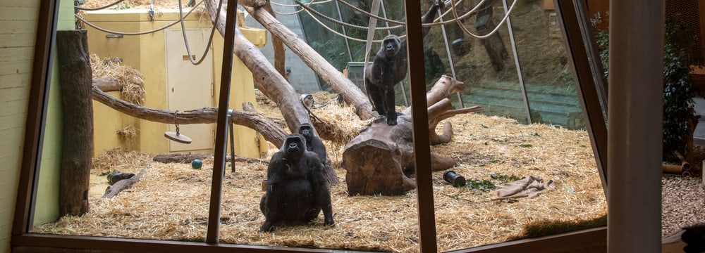Foto: Zoo Zürich, Robert Zingg Westliche Flachlandgorillas im Zoo Zürich.