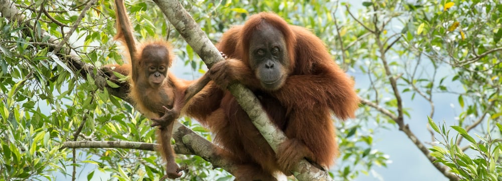 Sumatra-Orang-Utans Marconi und ihr Sohn Masen in Jantho auf Sumatra.