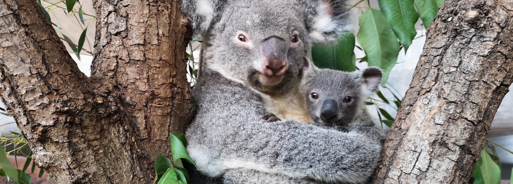 Koala Pippa mit ihrem Jungtier Uki im Zoo Zürich.