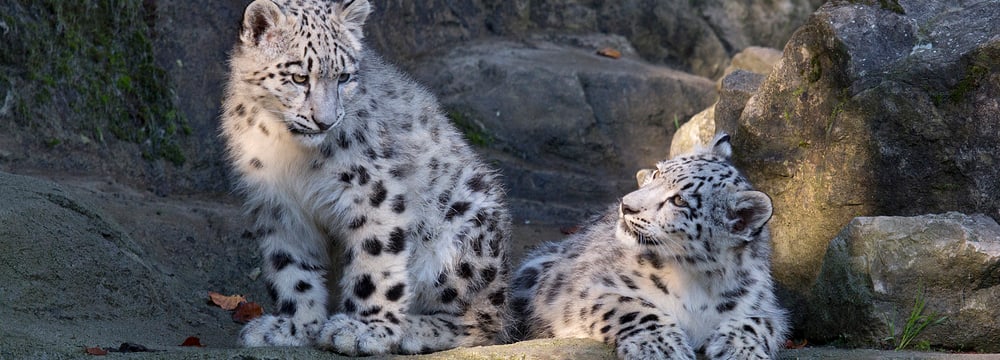 Foto: Zoo Zürich, Peter Bolliger Junge Schneeleoparden im Zoo Zürich.