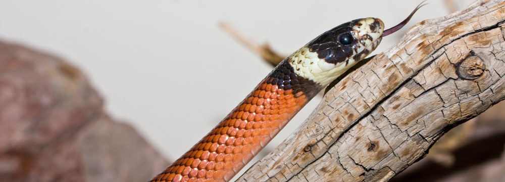 Foto: Zoo Zürich, Enzo Franchini Sinaloa-Köngisnatter im Zoo Zürich.