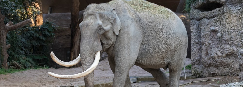 Foto: Zoo Zürich, Enzo Franchini Asiatischer Elefant Maxi im Zoo Zürich.
