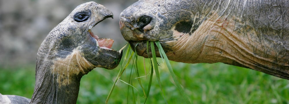 Galapagos-Riesenschildkröten im Zoo Zürich