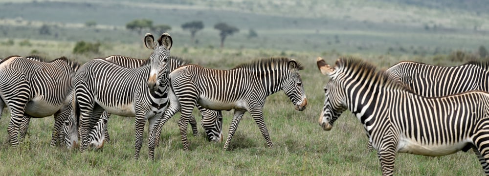 Grevyzebras im Lewa Wildlife Conservancy in Kenia.