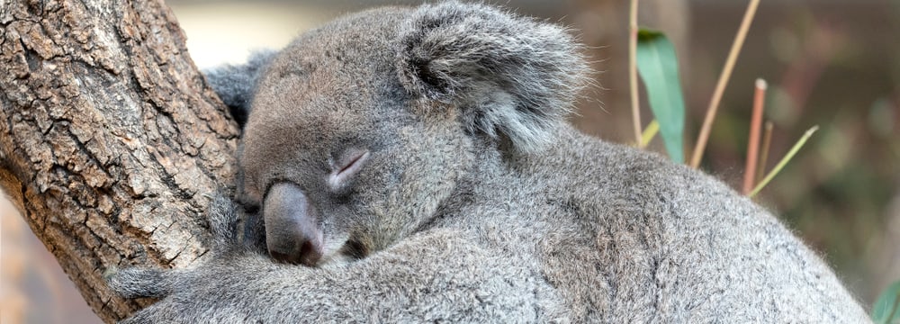 Koala Maisy im Zoo Zürich.