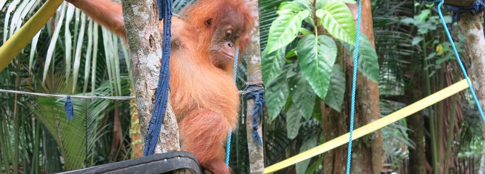 Junger Orang-Utan in Sumatra.
