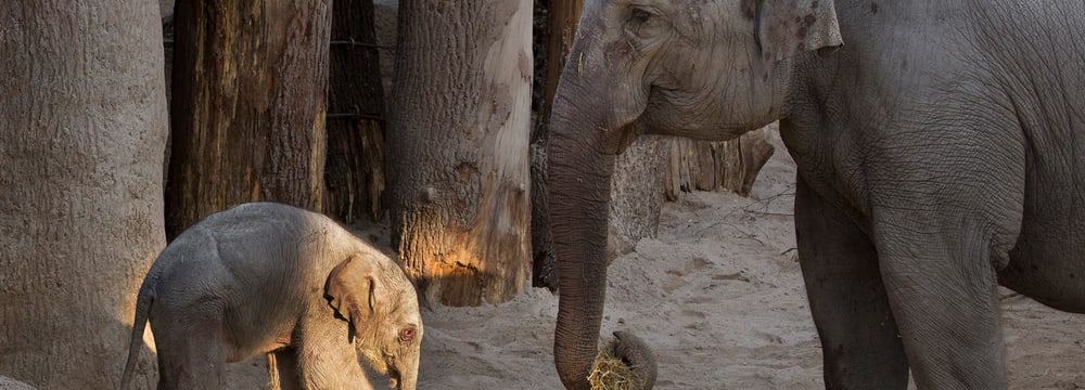 Foto: Zoo Zürich, Peter Bolliger Asiatische Elefanten im Kaeng Krachan Elefantenpark im Zoo Zürich.