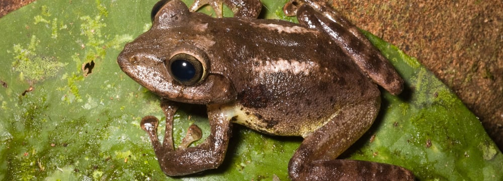 Foto: Rafe M. Brown, University of Kansas Biodiversity Institute Cornufer hedigeri.