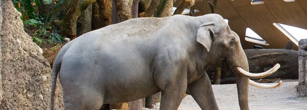 Foto: Zoo Zürich, Jean-Luc Grossmann Asiatischer Elefant Maxi im Kaeng Krachan Elefantenpark des Zoo Zürich.