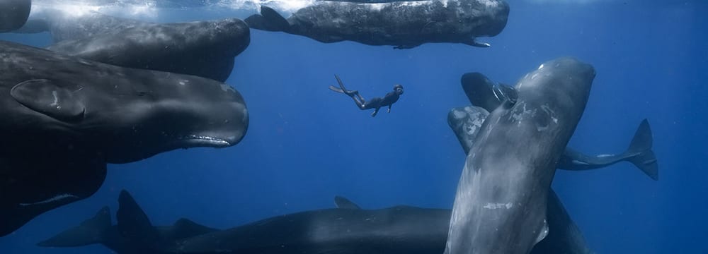 Foto: Terra Mater Studios GmbH Bild aus dem Film «Patrick and the Whale» von Terra Mater.