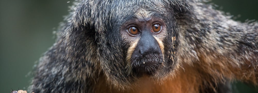 Weisskopfsaki im Zoo Zürich.