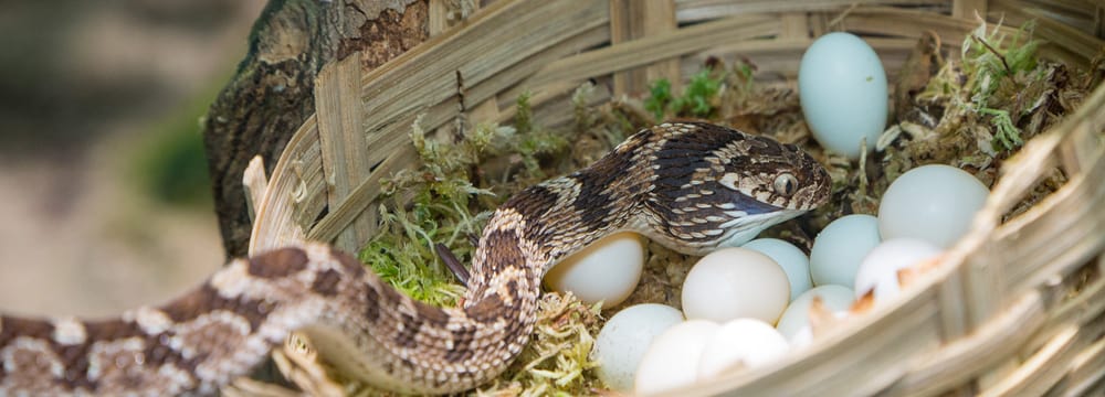 Afrikanische Eierschlange im Zoo Zürich