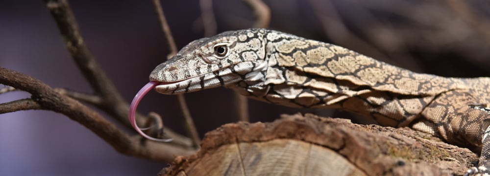 Riesenwaran in der Australienanlage des Zoo Zürich.