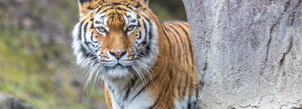 Amurtiger Elena im Zoo Zürich.