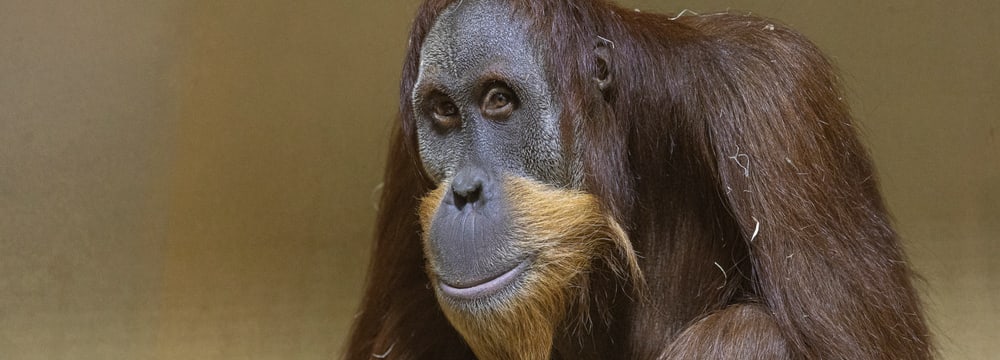 Foto: Zoo Zürich, Enzo Franchini Orang-Utan-Männchen Awang im Zoo Zürich.