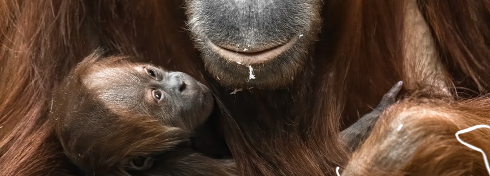 Sumatra-Orang-Utan Cahaya mit Jungtier Utu im Zoo Zürich.