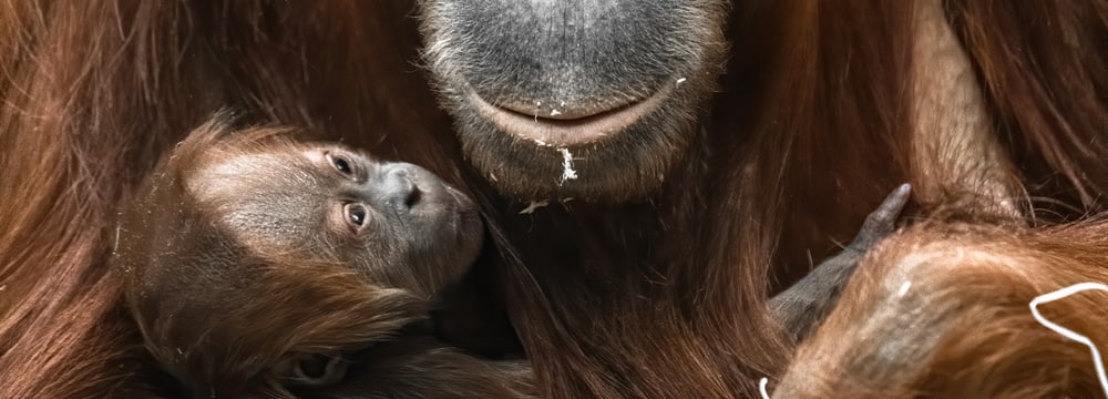 Foto: Zoo Zürich, Marco Schaffner Sumatra-Orang-Utan Cahaya mit Jungtier Utu im Zoo Zürich.