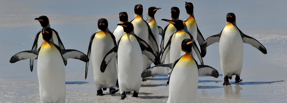 Foto: Antarctic Research Trust ART Königspinguine