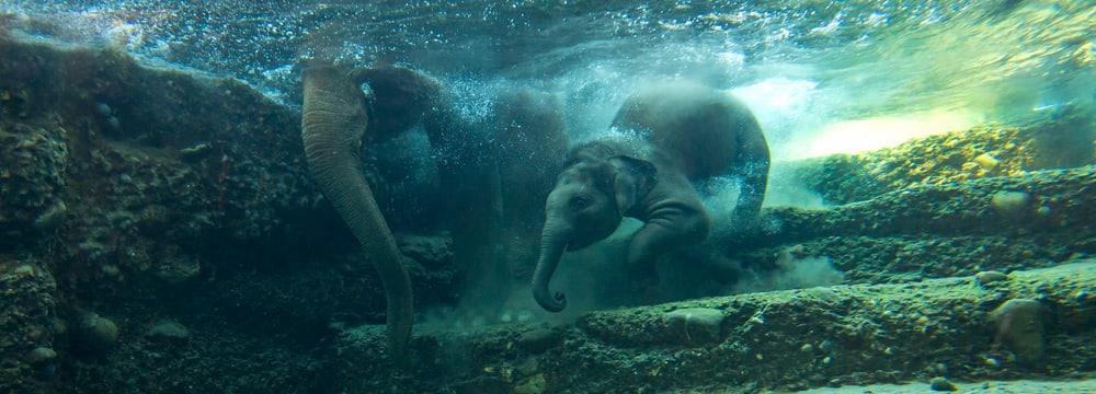 Kaeng Krachan Elefantenpark im Zoo Zürich