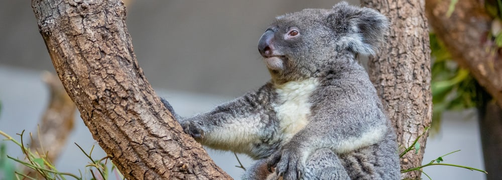 Koala Maisy im Zoo Zürich.