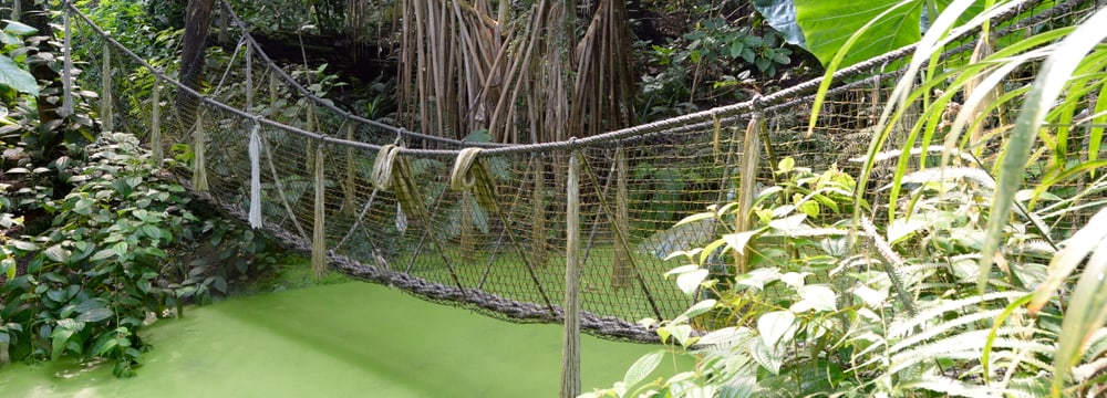 Foto: Zoo Zürich, Corinne Invernizzi Nebenweg/Erlebnispfad im Masoala Regenwald