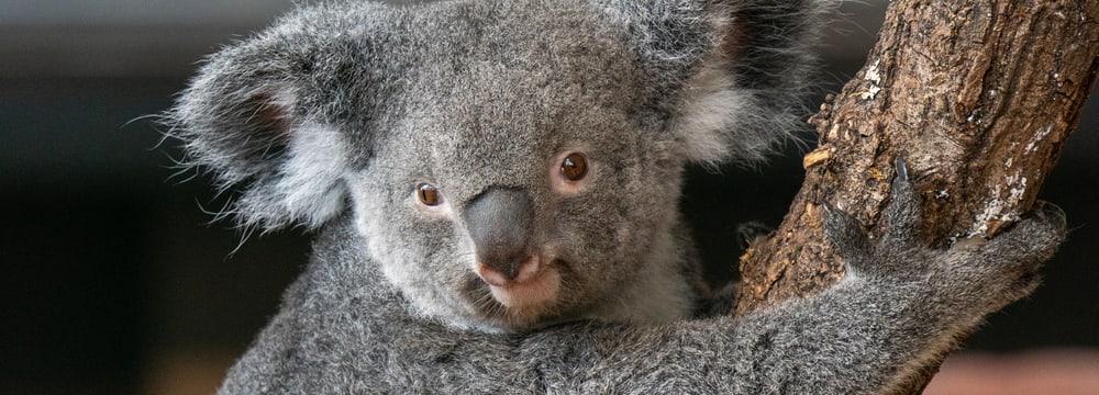 Foto: Zoo Zürich, Marcel Rothmund Koalaweibchen Pippa im Zoo Zürich.