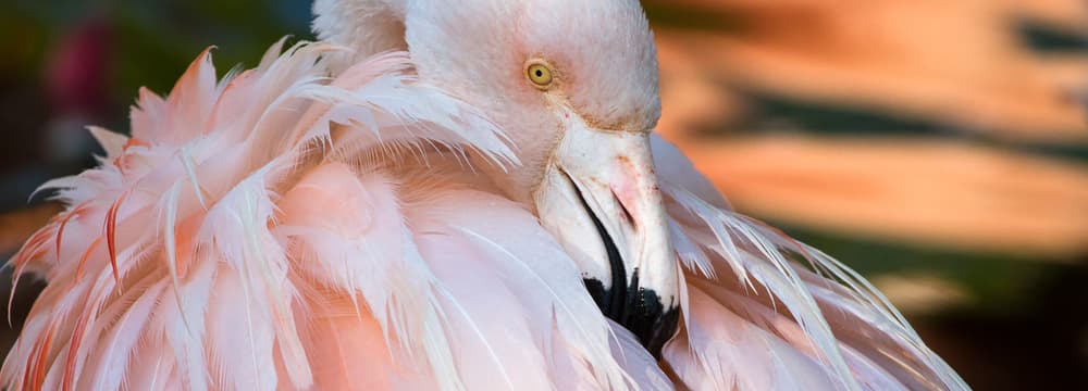 Chile-Flamingo im Zoo Zürich