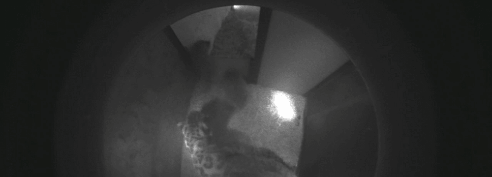 Bilder der Überwachungskamera in die Wurfbox der Schneeleoparden.