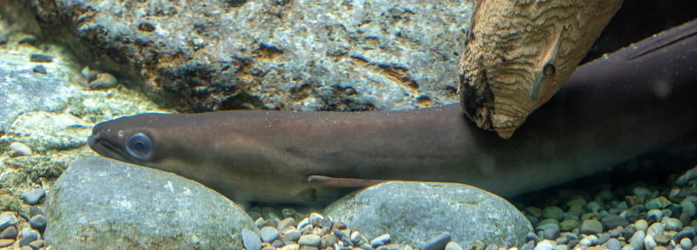 Europäischer Aal im Zoo Zürich