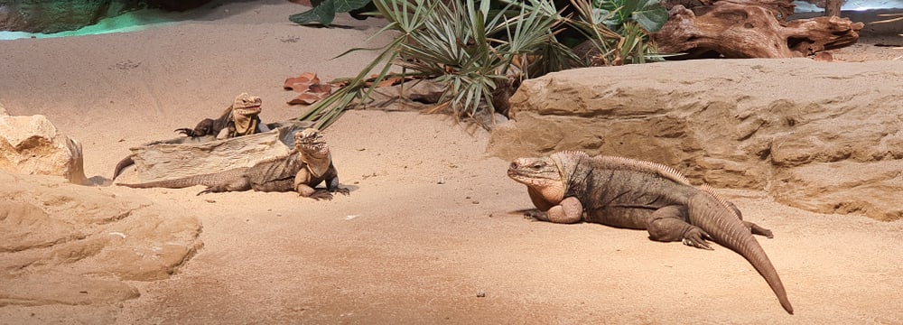 Foto: Zoo Zürich, Dirk Loddenkemper Exuma-Wirtelschwanzleguan