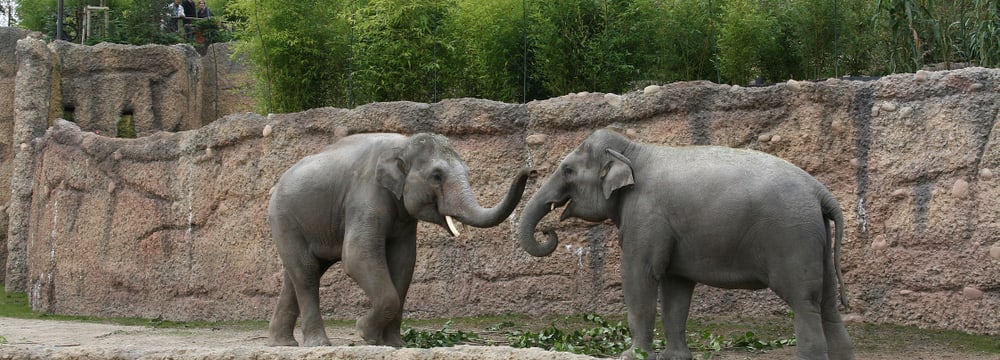 Foto: Zoo Zürich, Susanne Weber Asiatische Elefanten Farha und Thai im Kaeng Krachan Elefantenpark im Zoo Zürich