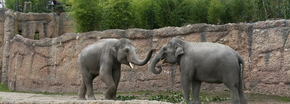 Asiatische Elefanten Farha und Thai im Kaeng Krachan Elefantenpark im Zoo Zürich