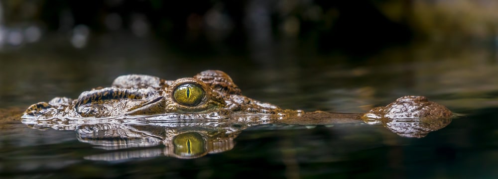 Foto: Zoo Zürich, Albert Schmidmeister Philippinen-Krokodil im Zoo Zürich