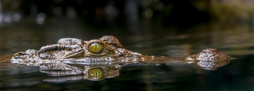 Philippinen-Krokodil im Zoo Zürich