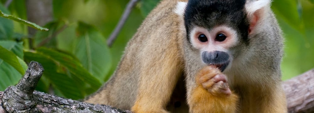Foto: Zoo Zürich, Corinne Invernizzi Bolivianisches Totenkopfäffchen im Zoo Zürich
