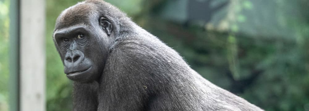 Foto: Zoo Zürich, Enzo Franchini Westliches Flachlandgorilla-Weibchen Mawimbi im Zoo Zürich.