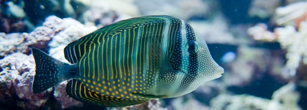 Indischer Segelflossen-Doktorfisch im Zoo Zürich.