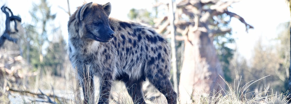 Foto: Zoo Zürich, Robert Zingg Tüpfelhyäne in der Lewa Savanne.