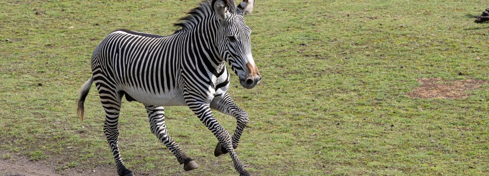 Foto: Zoo Zürich, Enzo Franchini Grevyzebrahengst Rashidi auf der Lewa Savanne im Zoo Zürich.